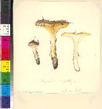 Hygrophorus hypothejus image