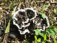 Media resource of Thelephora terrestris