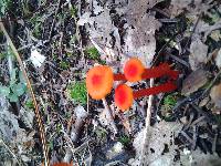 Thumbnail image of current specimen