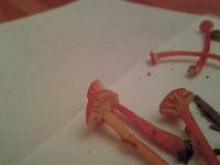 Thumbnail image of current specimen