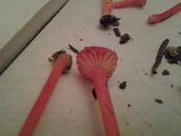 Thumbnail image of current specimen