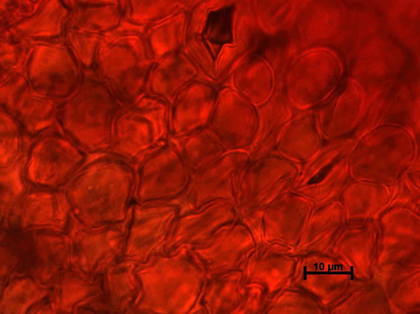 Parasola setulosa image