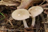 Amanita farinosa image