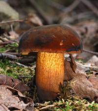 Boletus luridus image
