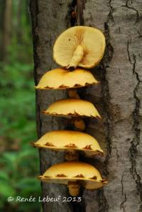 Pholiota subsulphurea image