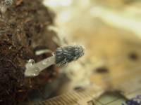 Coprinopsis radiata image