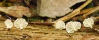 Media resource of Entoloma albotomentosum