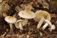 Pholiota lenta (linked from Pholiota lenta var. lenta) Pholiota lenta image