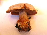 Media resource of Cortinarius bulbosus