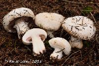 Media resource of Agaricus devoniensis