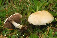 Media resource of Agaricus micromegethus
