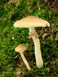 Media resource of Agrocybe acericola