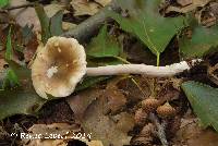 Media resource of Amanita lignophila