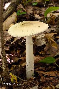 Media resource of Amanita murrilliana