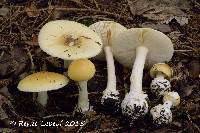 Media resource of Amanita praecox
