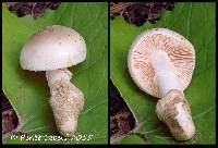 Media resource of Amanita ristichii