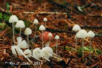 Atheniella adonis image