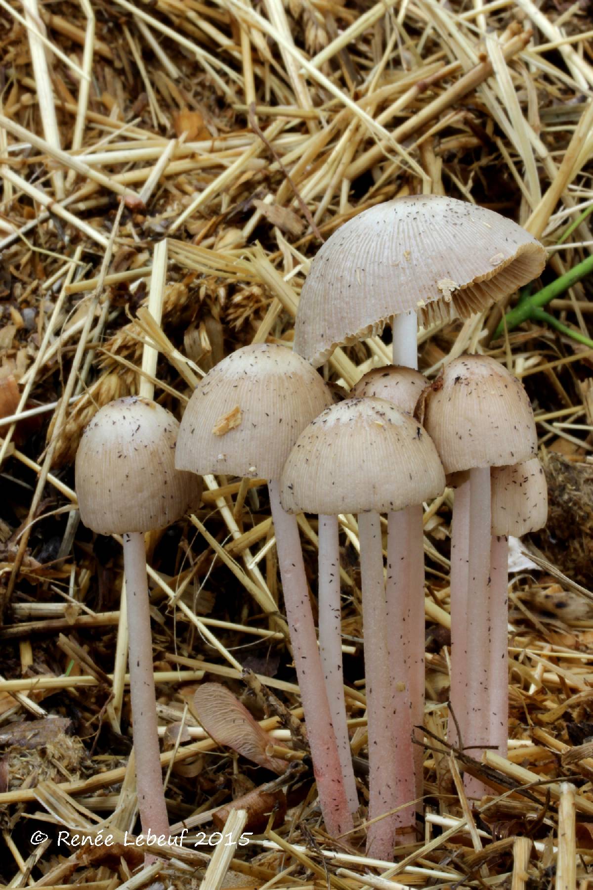 Bolbitius coprophilus image