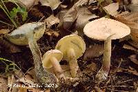 Media resource of Boletus inedulis