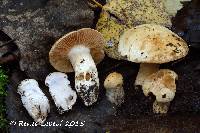 Media resource of Cortinarius largus