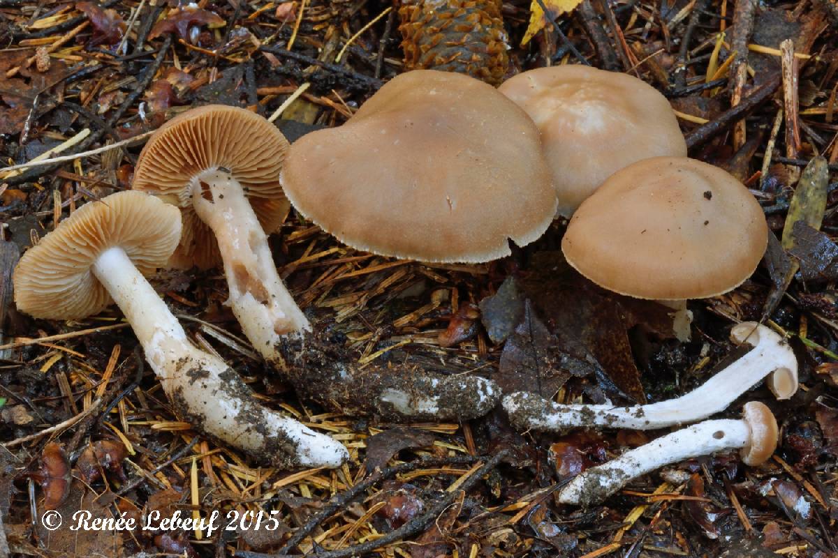 Cortinarius pallidostriatus image