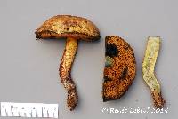 Boletus vermiculosoides image