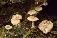 Entoloma undatum image
