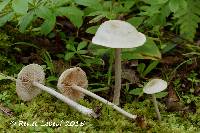 Media resource of Entoloma albogriseum