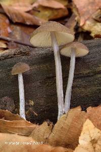Media resource of Entoloma griseocyaneum
