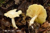 Media resource of Entoloma luridum
