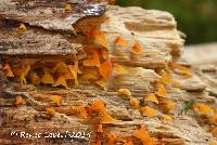 Media resource of Guepiniopsis buccina