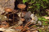 Gymnopus biformis image