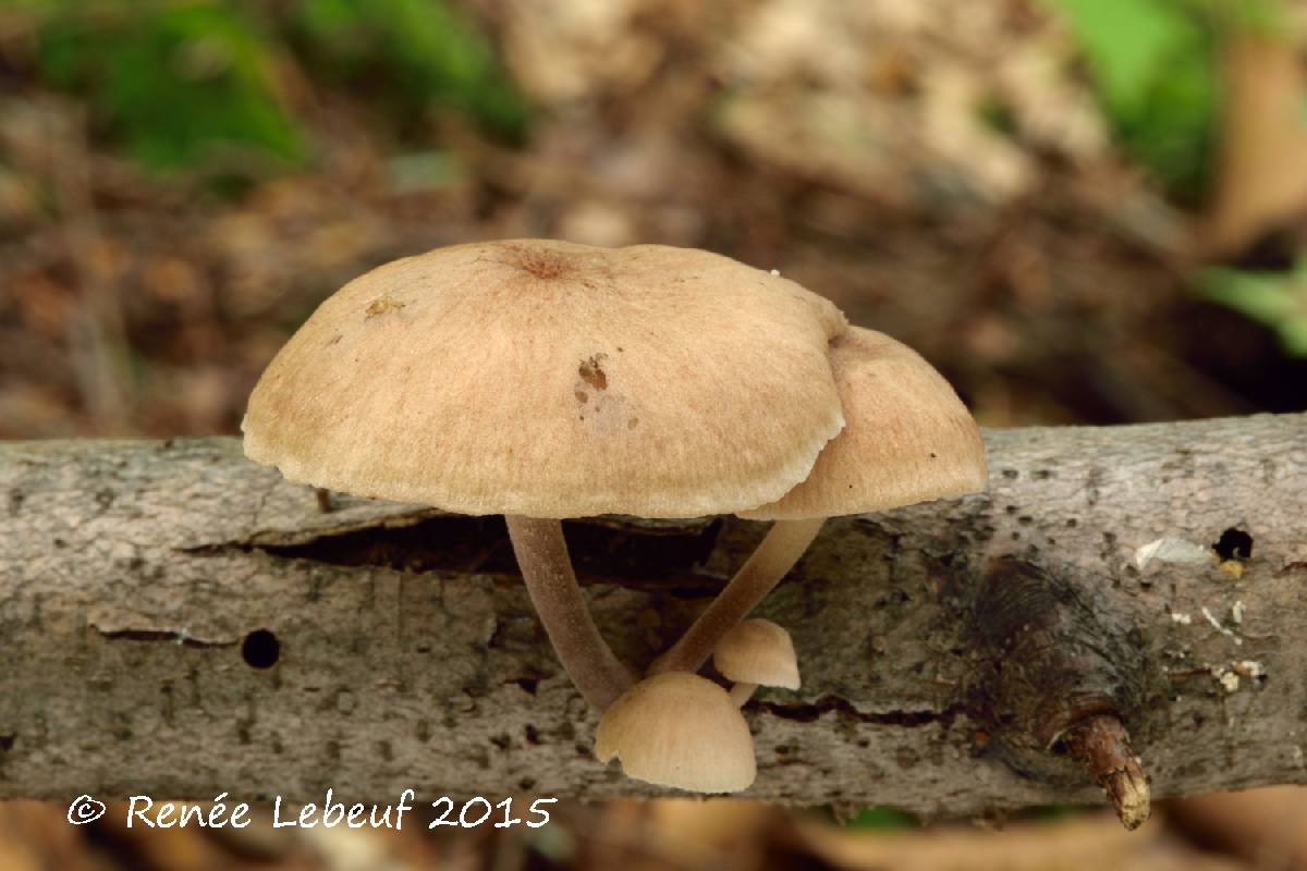 Gymnopus dichrous image