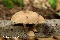 Media resource of Gymnopus dichrous