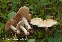 Image Associated With the Occurrence