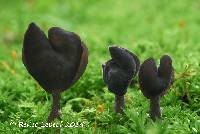 Media resource of Helvella atra