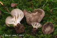 Media resource of Helvella costifera
