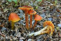 Media resource of Hygrocybe conicoides