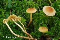 Media resource of Hypholoma flavifolium