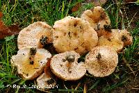 Media resource of Hypomyces torminosus