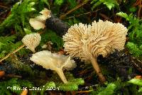 Media resource of Lentinellus flabelliformis