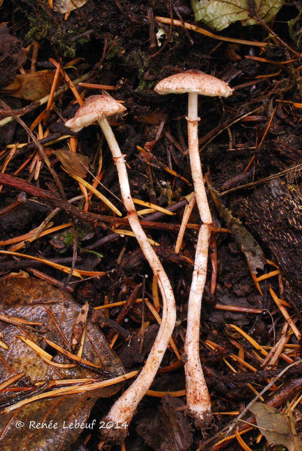 Lepiota castanescens image