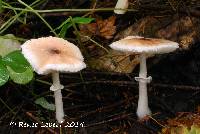 Lepiota rubrotinctoides image