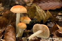Media resource of Marasmius strictipes