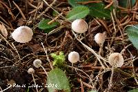Media resource of Mycena metata