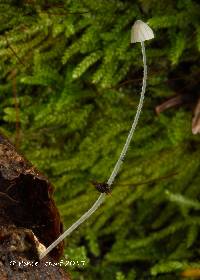 Media resource of Mycena aciculata