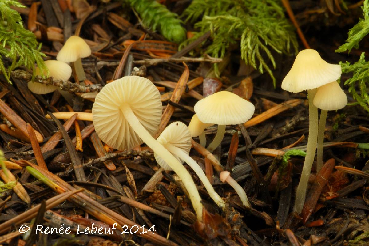Mycena flavoalba image