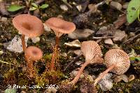 Media resource of Omphalina pyxidata