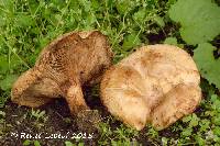 Media resource of Paxillus vernalis
