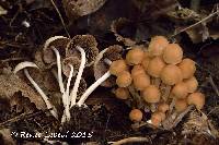 Media resource of Psathyrella multipedata